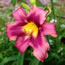 Hemerocallis Russian Rhapsody